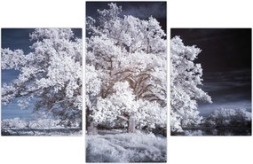 Tablou - Albă ca Zăpada Copac (90x60 cm)