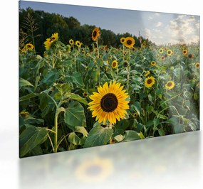 Tablou pe sticlă - Câmpul de floarea-soarelui II. (70x50 cm)