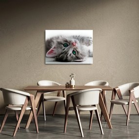 Tablou pe sticlă - Pisica cu ochi verzi (70x50 cm)