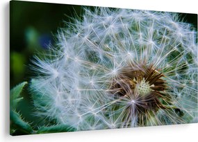 Tabloul cu păpădie desflorit (90x60 cm)