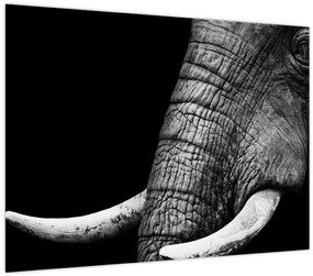 Tablou - Colți de elefant (70x50 cm)