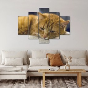 Tabloul pisicii (150x105 cm)