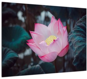 Tablou cu floare roz (70x50 cm), în 40 de alte dimensiuni noi