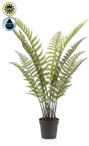 Plante de exterior - Feriga Woodwardia UV - 90 cm