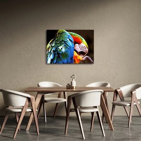 Tablou - Papagal (70x50 cm)