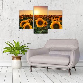 Tablou - Floarea soarelui (90x60 cm)