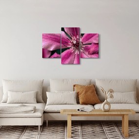 Tablou cu floarea roz de clematis (90x60 cm)
