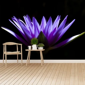 Fototapet Purple Lotus