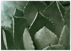 Tablou - Agave verde (70x50 cm)