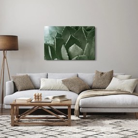 Tablou - Agave verde (90x60 cm)