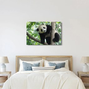 Tablou - Panda in copac (90x60 cm)