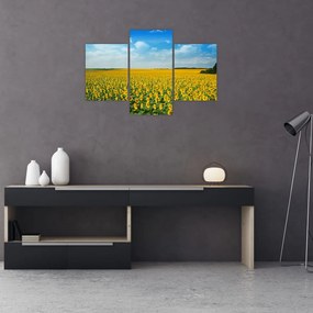 Tablou - câmp cu floarea soarelui (90x60 cm)