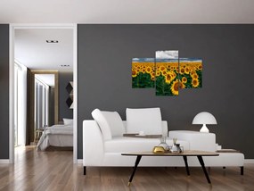 Tablou câmpului de floarea soarelui (90x60 cm)