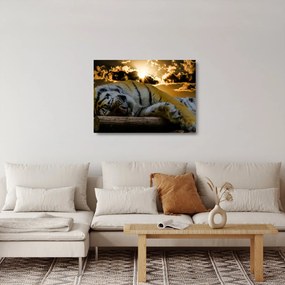 Tablou pe sticlă tigrul dormind (70x50 cm)