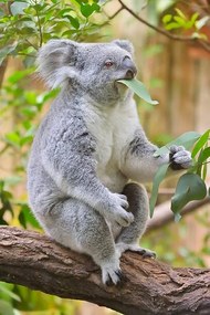 Fotografie Koala, Phascolarctos cinereus, Raimund Linke