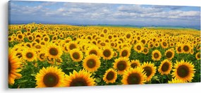 Tablou cu lan de floarea soarelui (120x50 cm)