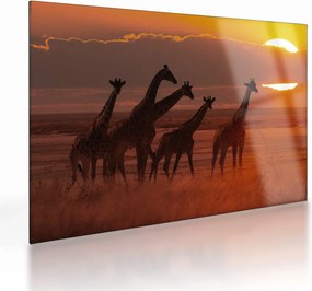 Tablou pe sticlă - Girafe în savana africană (70x50 cm)