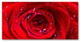 Pictura pe sticlă acrilică Trandafir