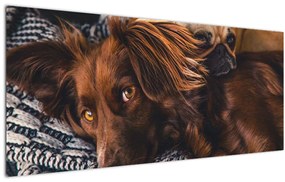 Tablou cu câini dormind (120x50 cm)