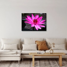Tablou - floarea roz (70x50 cm)