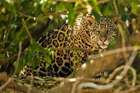 Fotografie Jaguar, McDonald Wildlife Photography Inc.