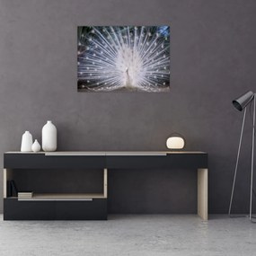 Tablou - Păun alb (70x50 cm)