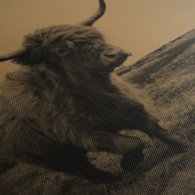 Tablou - Vacă scoțiană pe fugă (120x50 cm)