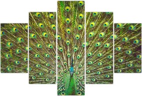 Tablou - Peacock (150x105 cm)