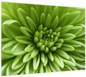 Tablou - Imagine macro a unei plante (70x50 cm)
