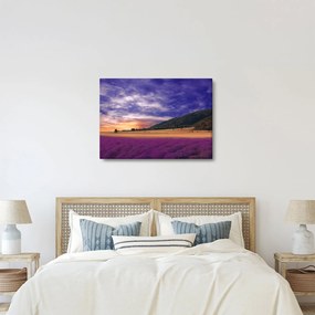 Tablou cu lunca cu lavandă (70x50 cm)