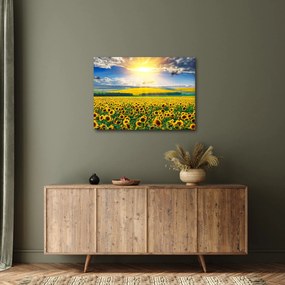Tablou - Câmp cu floarea soarelui (70x50 cm)