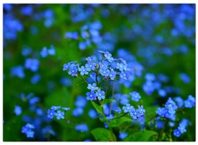 Tablou cu flori albastre (70x50 cm)