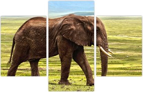 Tablou - Elefantul (90x60 cm)