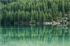 Tablou - Coniferi lângă lac (90x60 cm)
