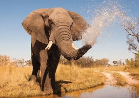 Fototapet - Elefant (254x184 cm)
