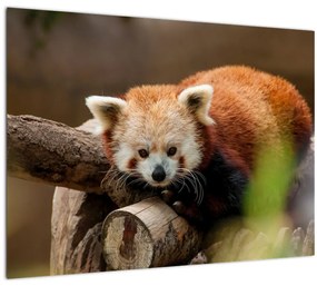 Tablou cu panda roșie (70x50 cm)