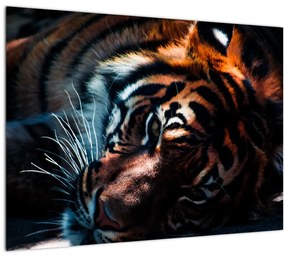 Tablou cu tigrul dormind (70x50 cm), în 40 de alte dimensiuni noi