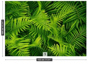 Fototapet Green Fern