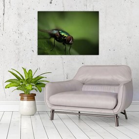 Tablou pe sticlă - Musca (70x50 cm)