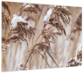 Tablou - Tei (70x50 cm)