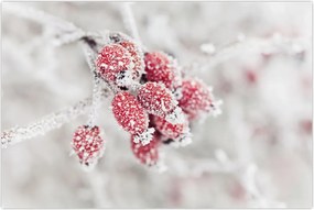 Tablou - Fructe congelate (90x60 cm)