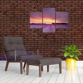 Tablou - Câmp de lavandă (90x60 cm)