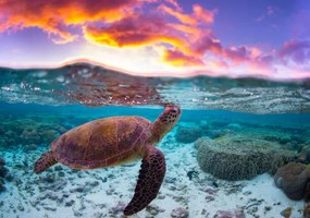 Fotografie Sunset Turtle, Mitchell Pettigrew