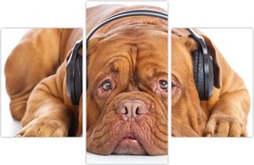 Tablou câinele cu căști (90x60 cm)