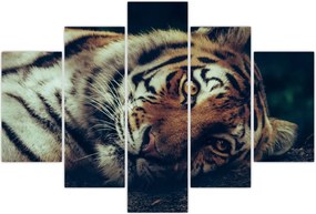 Tablou - Tigrul Siberian (150x105 cm)