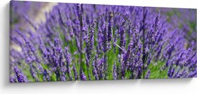 Tablou - lavanda (cu ceas) (90x30 cm)