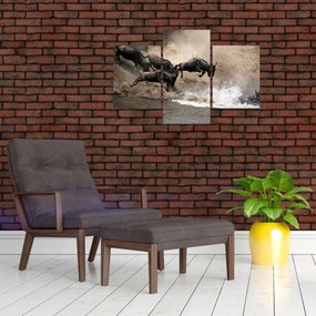 Tablou - Turmă de gnu (90x60 cm)