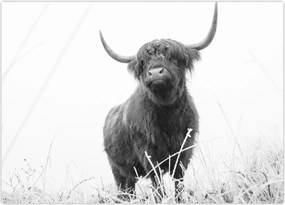 Tablou - Vacă scoțiană 4,alb-negru (70x50 cm)