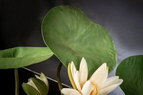 Aranjament floral mediu design LUX LOTUS FLOWERS