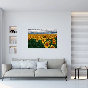 Tablou câmpului de floarea soarelui (90x60 cm)